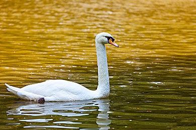 《荒野大镖客2》新MOD全面调整游戏布娃娃物理效果