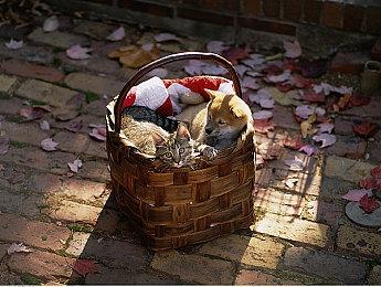 《崩坏：星穹铁道》走近星穹 「椒丘：你在椒我做事？」